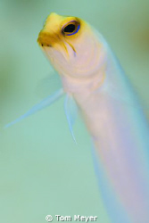 cayman jawfish using 105 lens set on f5.6 1/125th by Tom Meyer 